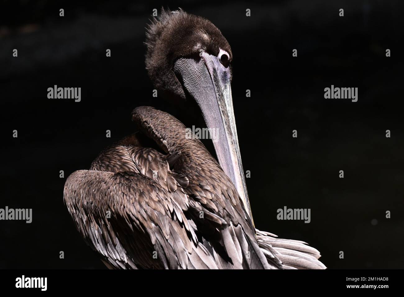 Als braune Pelikane, die während eines Artenschutzprogramms in ihrem Lebensraum gesehen wurden, hat der Zoo 1803 Tiere in Gefangenschaft im Zoo Chapultepec/Eyepix Group (Kreditbild: © Carlos Tischler/Eyepix via ZUMA Press Wire) Stockfoto