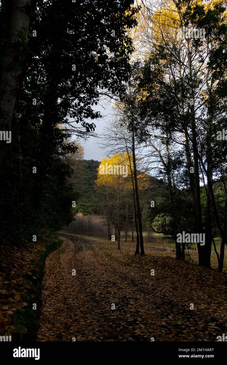 Licht und Schatten auf der Herbstlandschaft im Berg Sizilien, Ätna Park, Italien Stockfoto