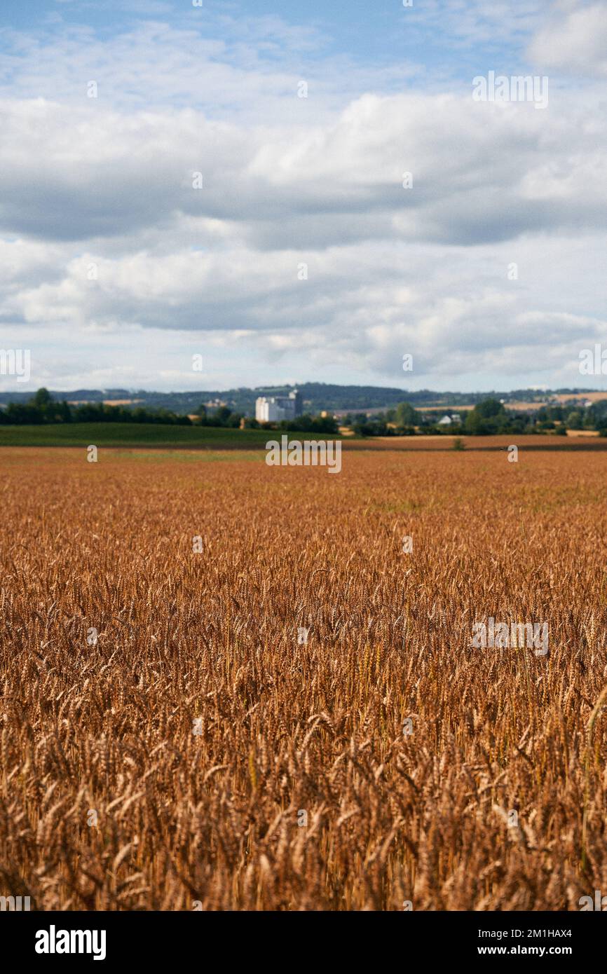 Ein vertikaler Schuss reifer Weizenfelder am bewölkten Himmel Stockfoto