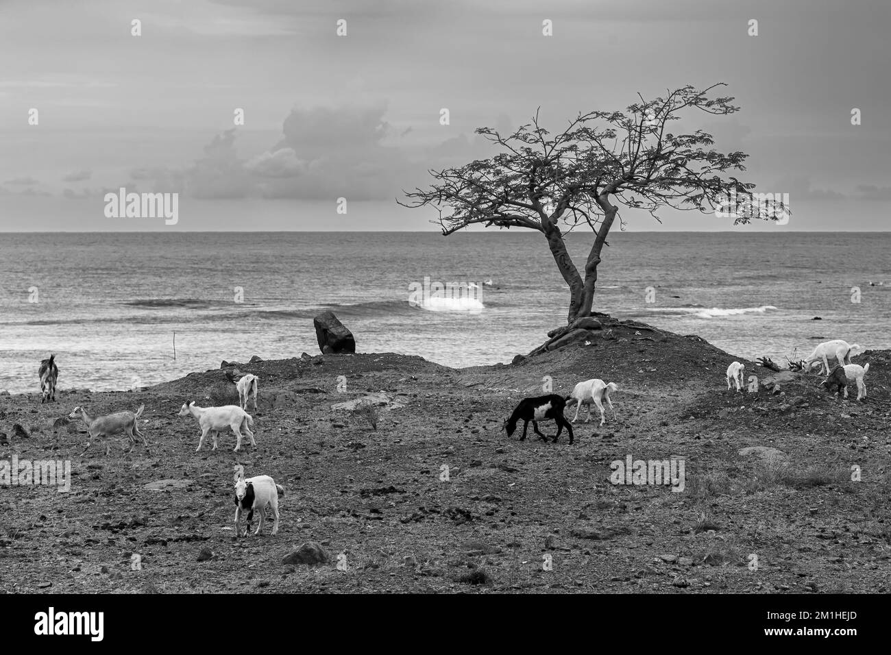 Eine Ziegenherde, die an der felsigen Küste Kubas umherwandert, mit einem einsamen Akazienbaum und Meereslandschaft im Hintergrund, in Graustufen Stockfoto