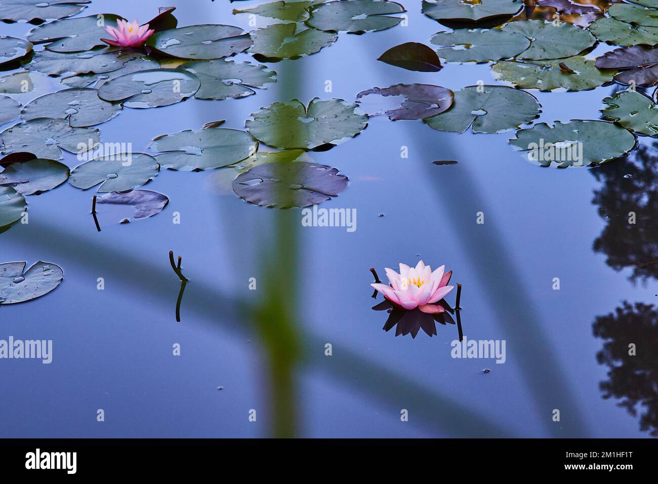 Blick auf kleine rosa Lilienblüten durch Gräser auf einem Teich, der mit Lilienpflastern bedeckt ist Stockfoto