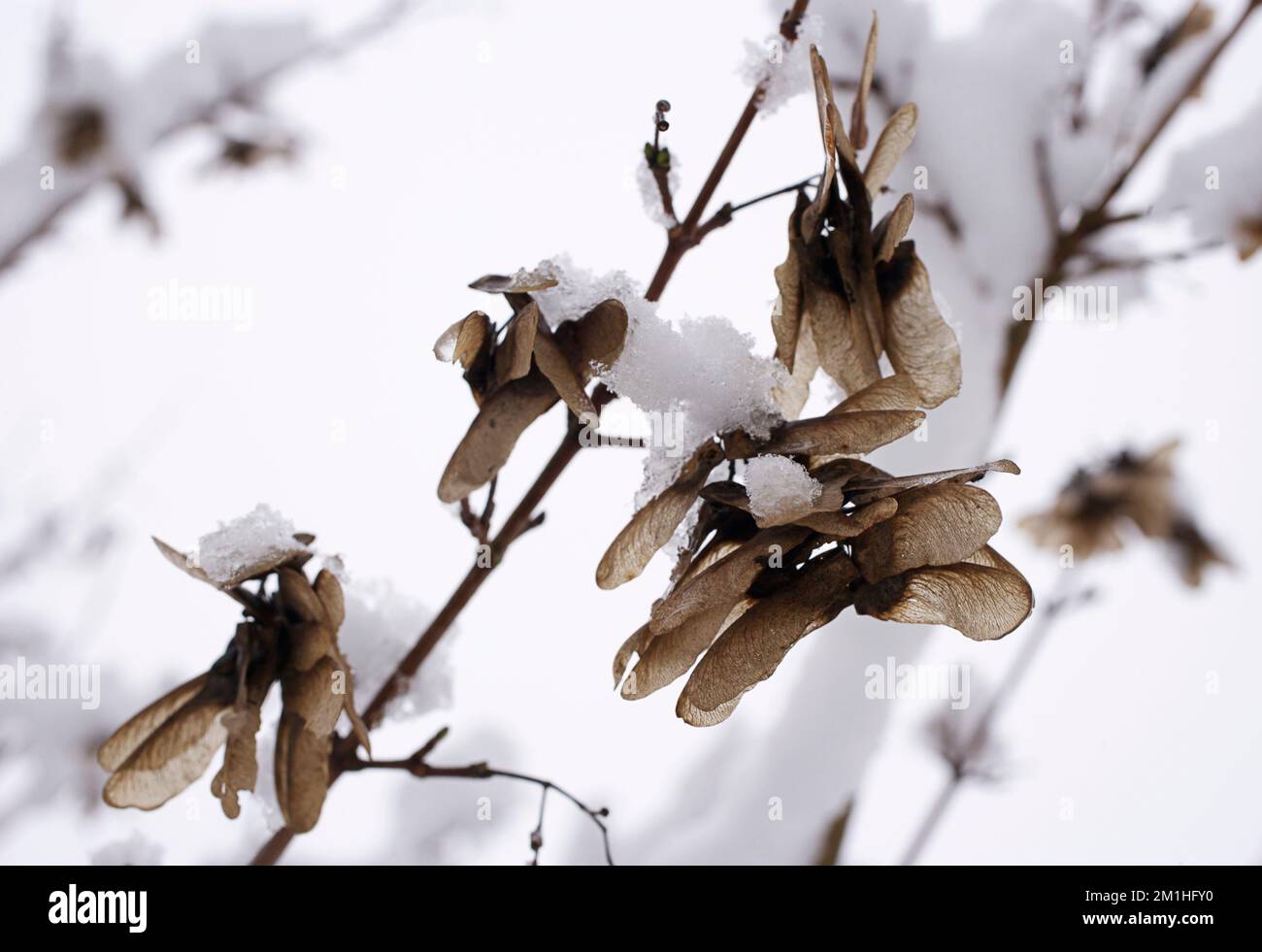 Samen von Sycamore (Acer pseudoplatanus) oder samara im Winter. Der Baum ist auch als Keltischer Ahorn bekannt Stockfoto