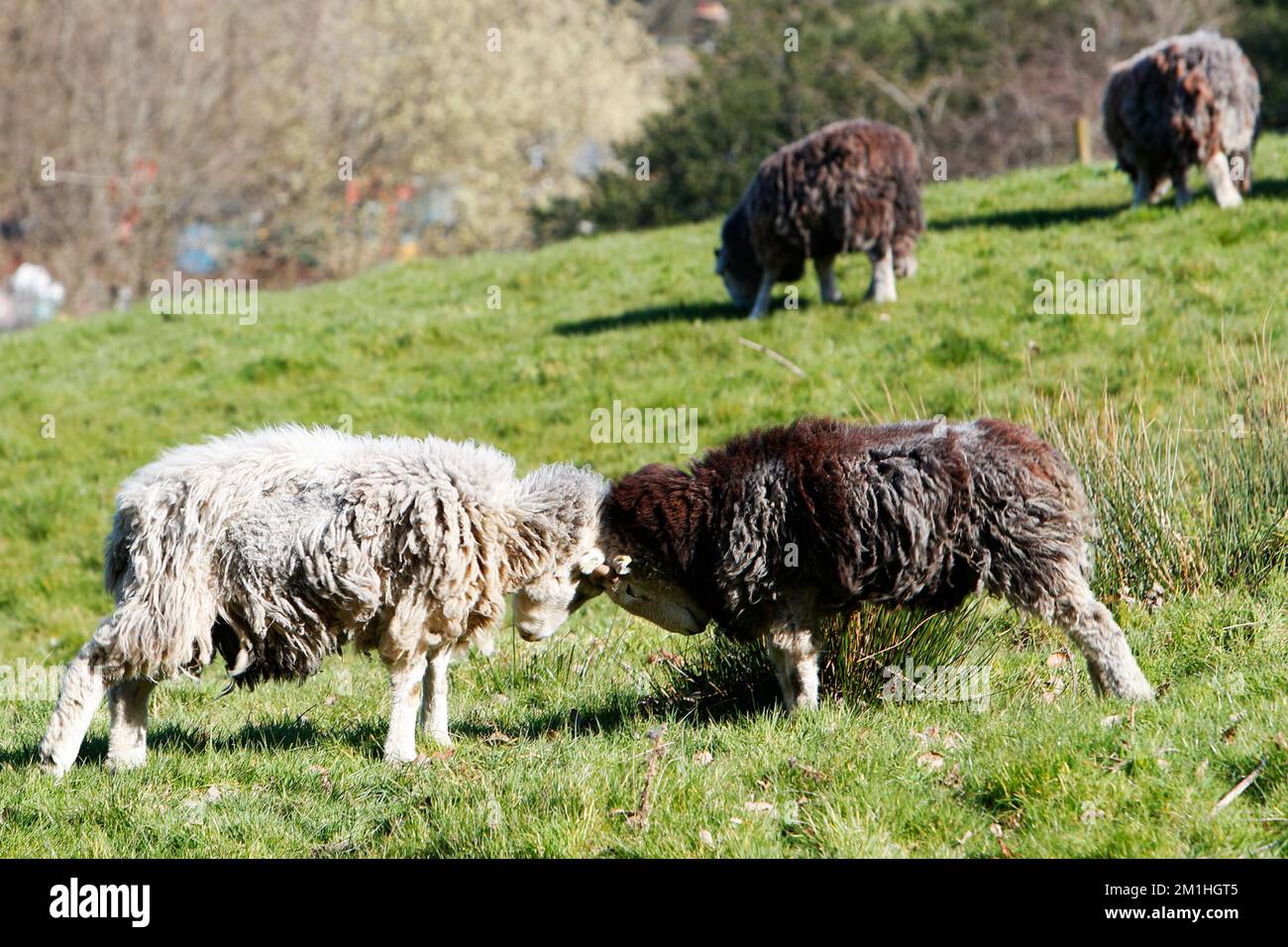 Zwei Herdwick-Schafe, die auf einem Feld auf Otley Chevin köpfe zertrümmern Stockfoto