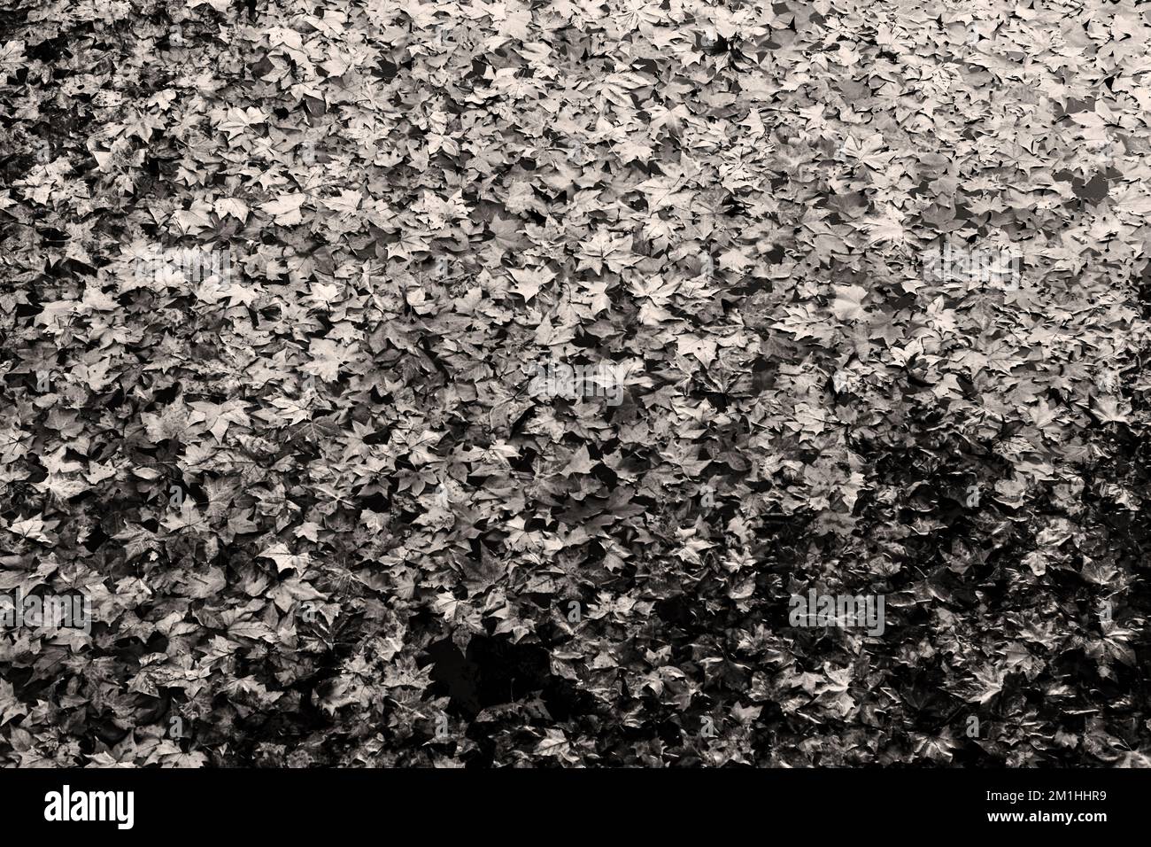 Herbstblätter liegen auf der Wasseroberfläche. Schwarzweißbild. Stockfoto