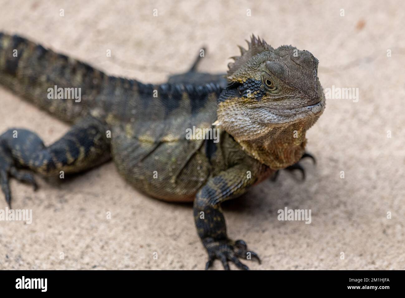 Einheimischer östlicher Wasserdrache (Intellagama lesueurii) in Queensland, Australien. Stockfoto