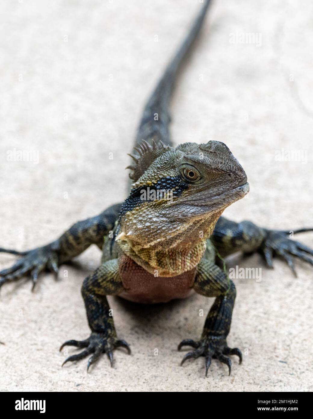 Einheimischer östlicher Wasserdrache (Intellagama lesueurii) in Queensland, Australien. Stockfoto