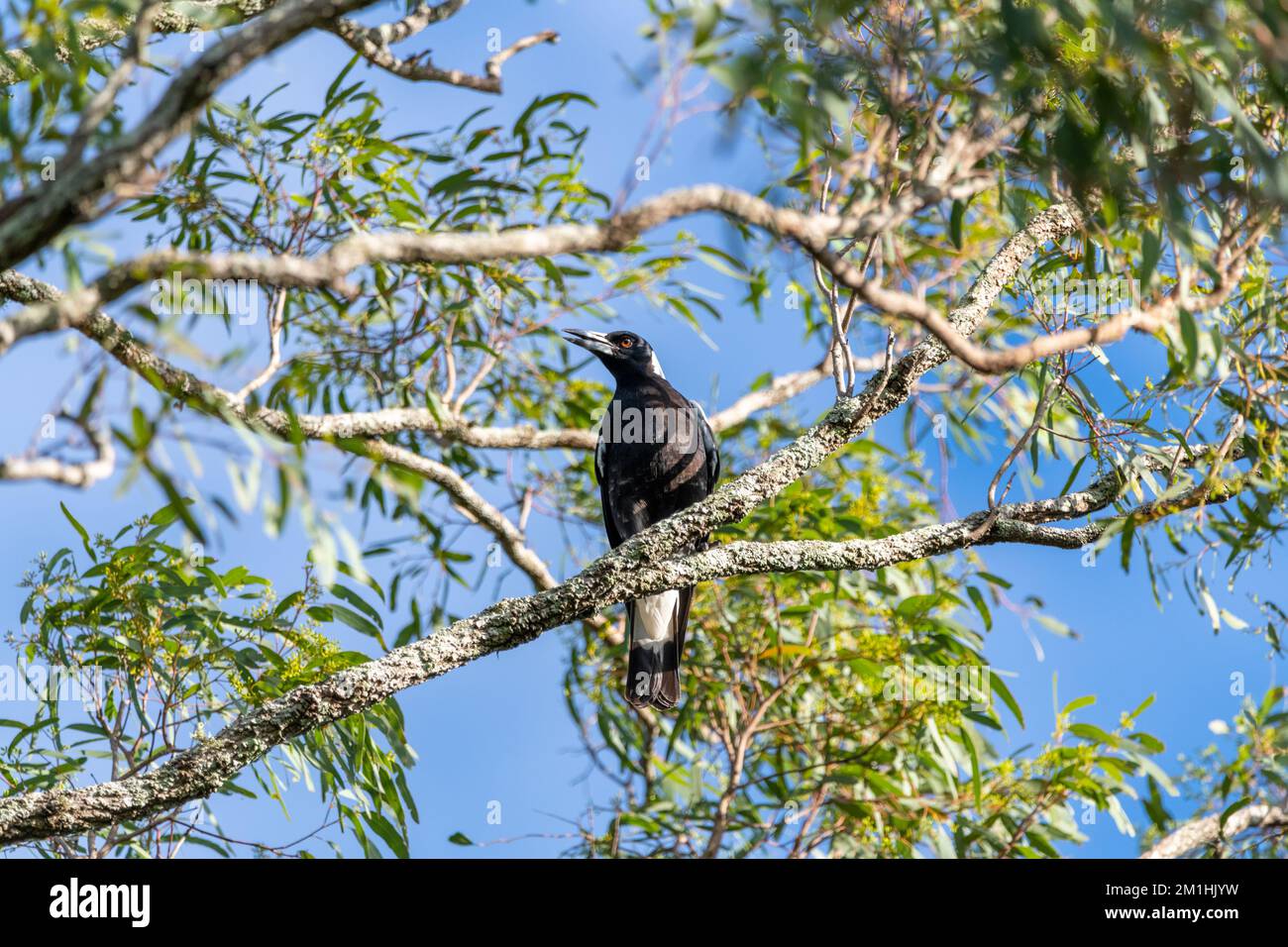 Einheimische australische Elster mit wunderschönem blauem Hintergrund in Australien. Stockfoto