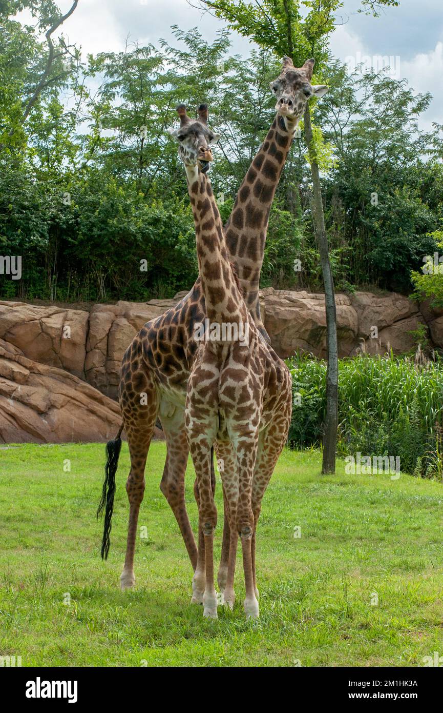 Masai Giraffen (Giraffa camelopardalis tippelskirchi) im Zoo von Nashville (Tennessee). Stockfoto