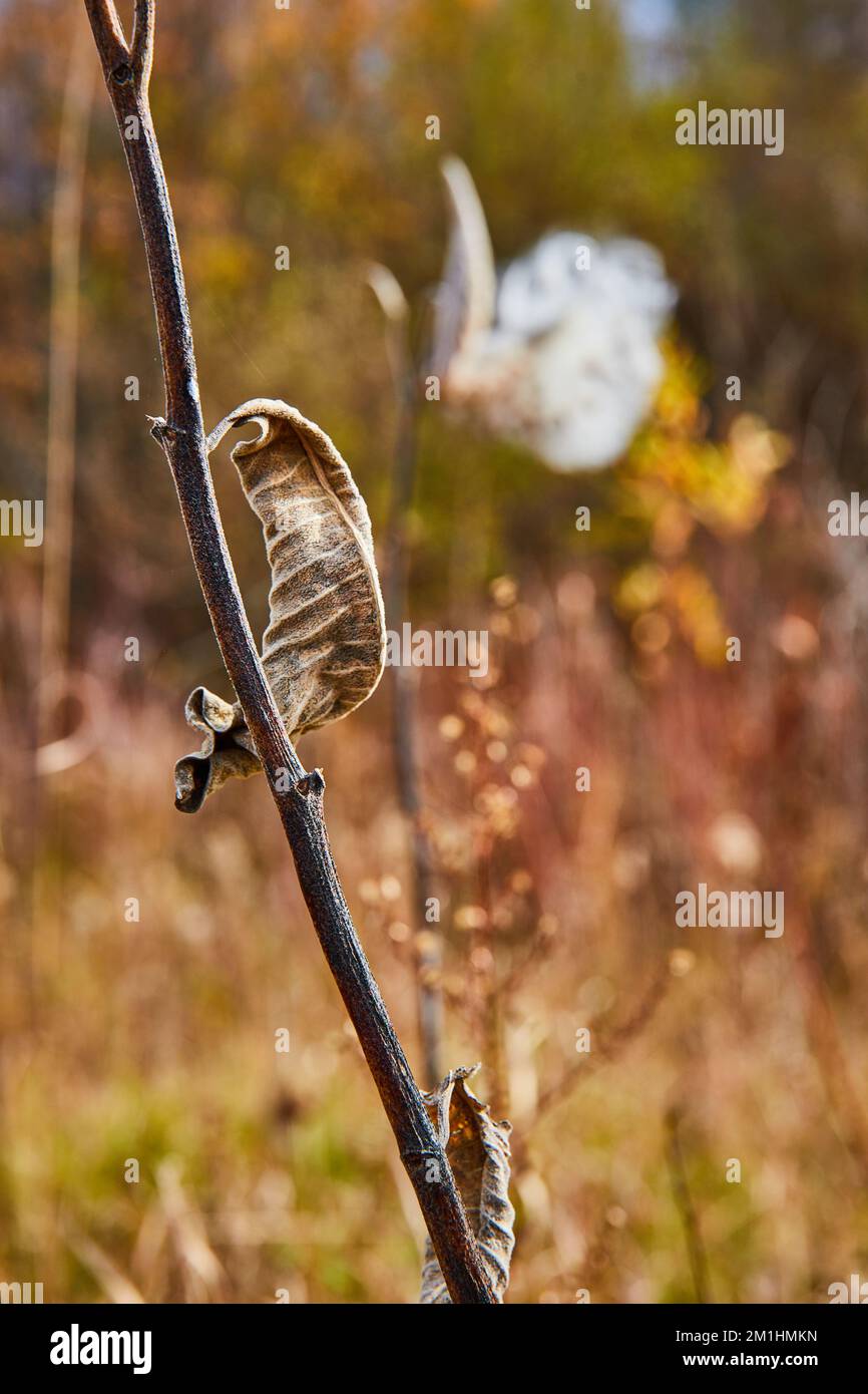 Herbstfelder mit Fokus auf zerknitterten und flauschigen Blättern auf Stäbchen und Milchkraut im Hintergrund Stockfoto