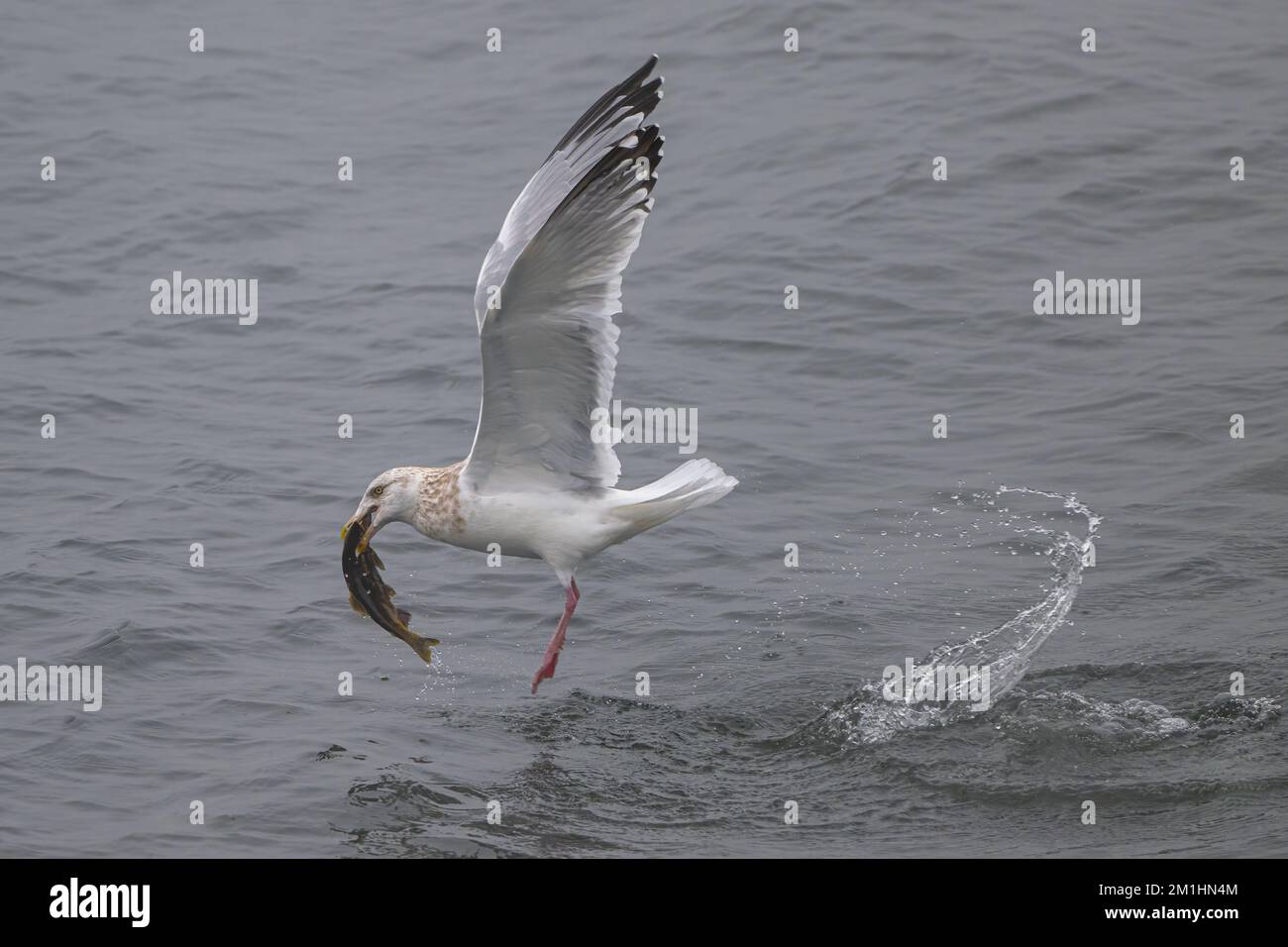 Kalifornienmöwe (Larus californicus) beim Fischfang Stockfoto