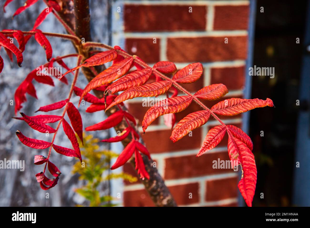 Leuchtend rote gewölbte Buschblätter mit alten Backsteinwänden dahinter weich Stockfoto