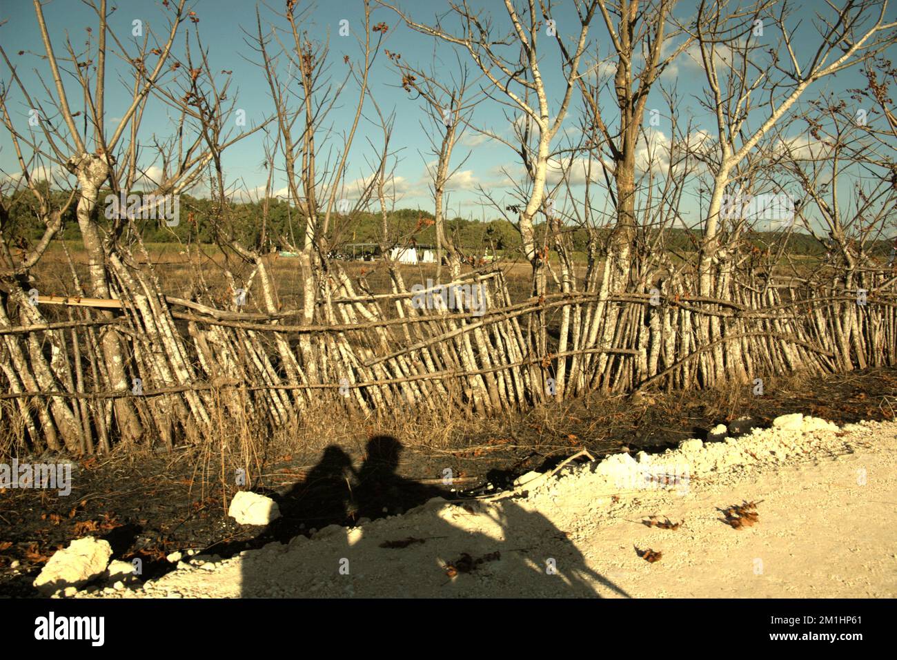 Schatten von Autofahrern, Holzzaun und trockene Bäume am Rande einer Landstraße im Dorf Maubesi, Central Rote, das sich auf der Insel Rote in der Provinz East Nusa Tenggara in Indonesien befindet. Laut Noah Kaiser (Mortenson Center in Global Engineering, University of Colorado) und Christina K. Barstow (Bridges to Prosperity, Denver) ist die ländliche Verkehrsinfrastruktur in isolierten Gemeinden in Ländern mit niedrigem und mittlerem Einkommen weltweit ein entscheidender Faktor für die Entwicklung. Sie veröffentlichte am 14. Februar 2022 ein wissenschaftliches Dokument über Nachhaltigkeit. Zugriff über MDPI. Stockfoto