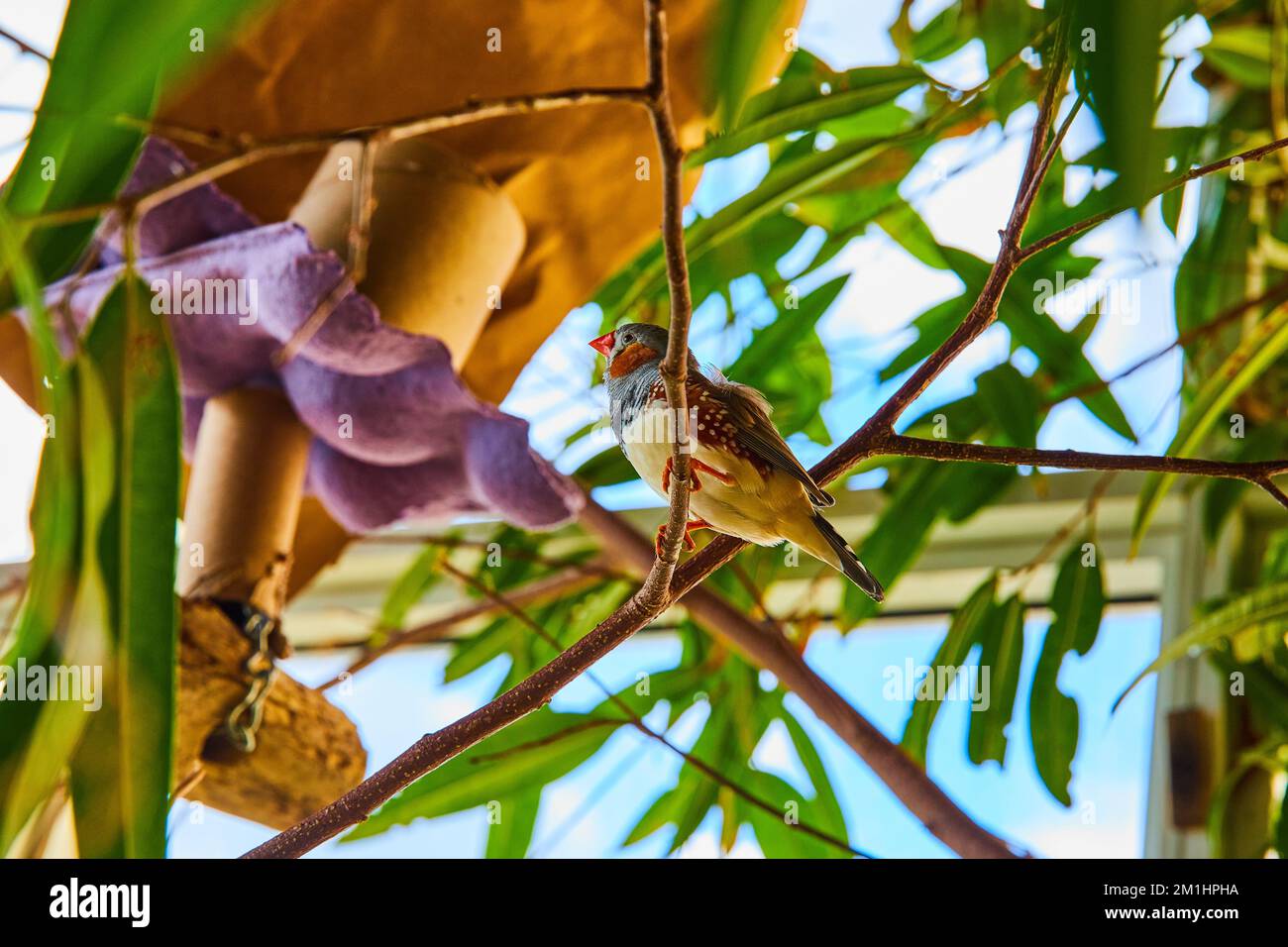 Winziger Zebrafinken-Vogel mit Orangenschnabel auf Zweigen in Waldbäumen Stockfoto