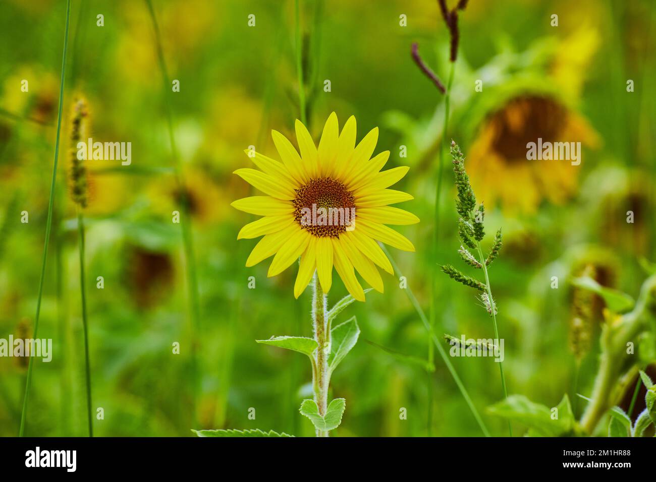 Eine perfekte Sonnenblume jung in der Mitte des Rahmens mit Sonnenblumen dahinter Stockfoto