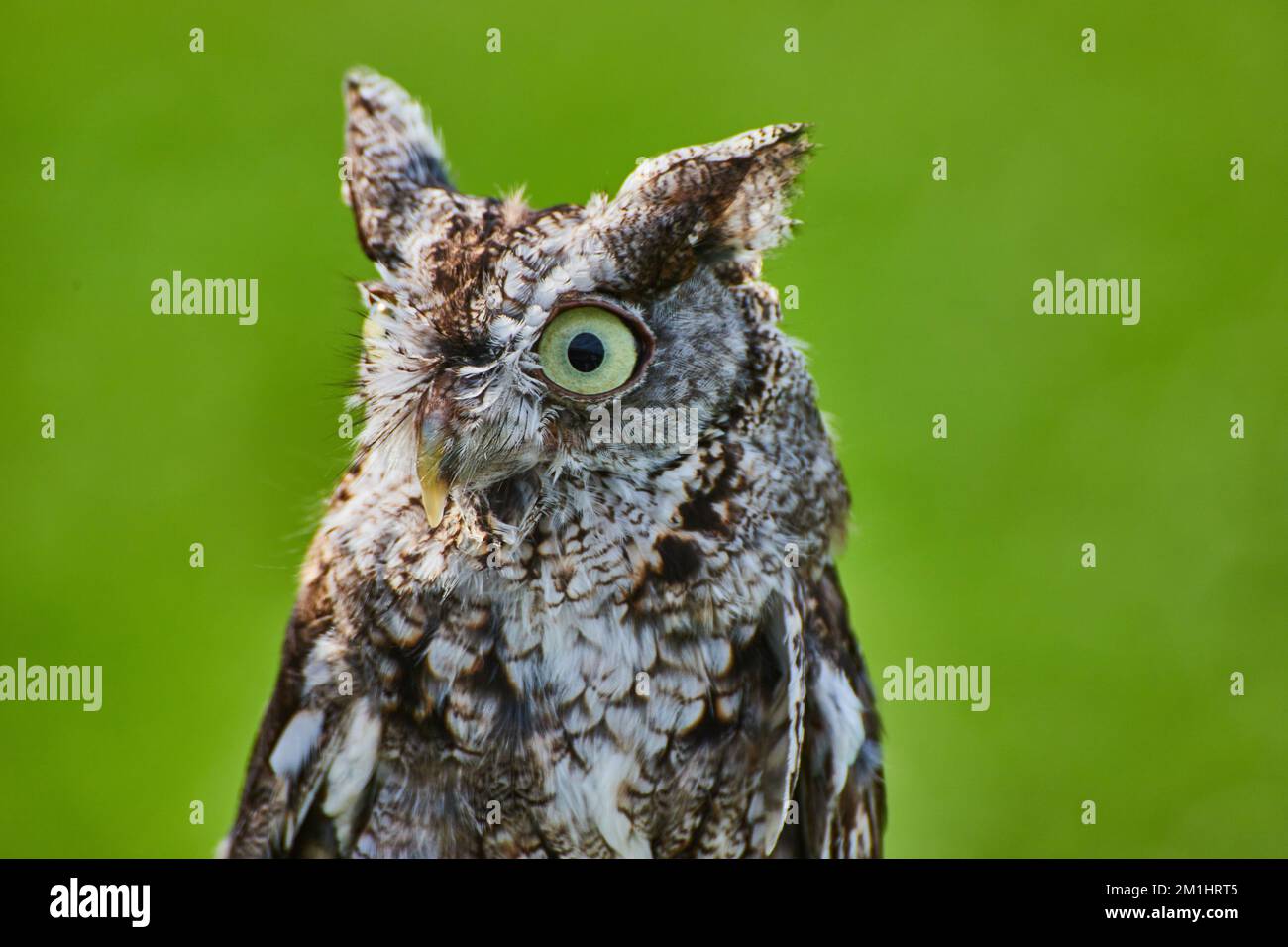 Eastern Screech Eulendetail mit seitlichem Blick Stockfoto