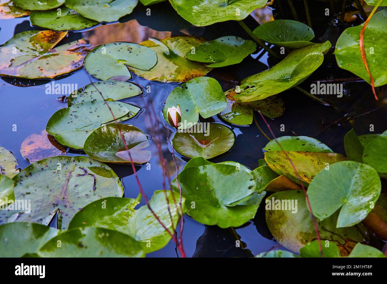 Lone Lilien Blume auf Teich bedeckt mit grünen Lilienpolstern Stockfoto