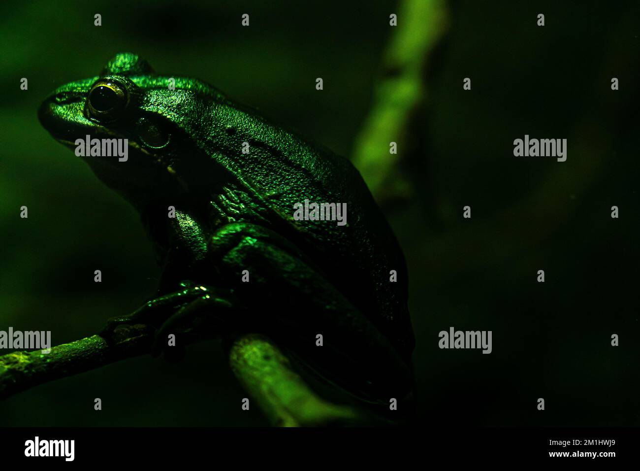 Green Tree Frog sitzt auf Einem Zweig im Dunkeln Stockfoto