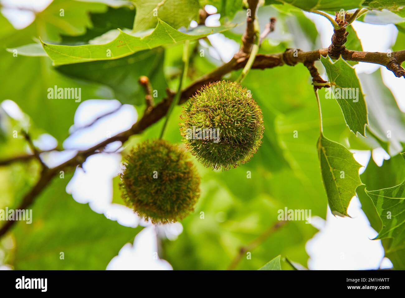 Baumschoten wachsen im Hochsommer Stockfoto