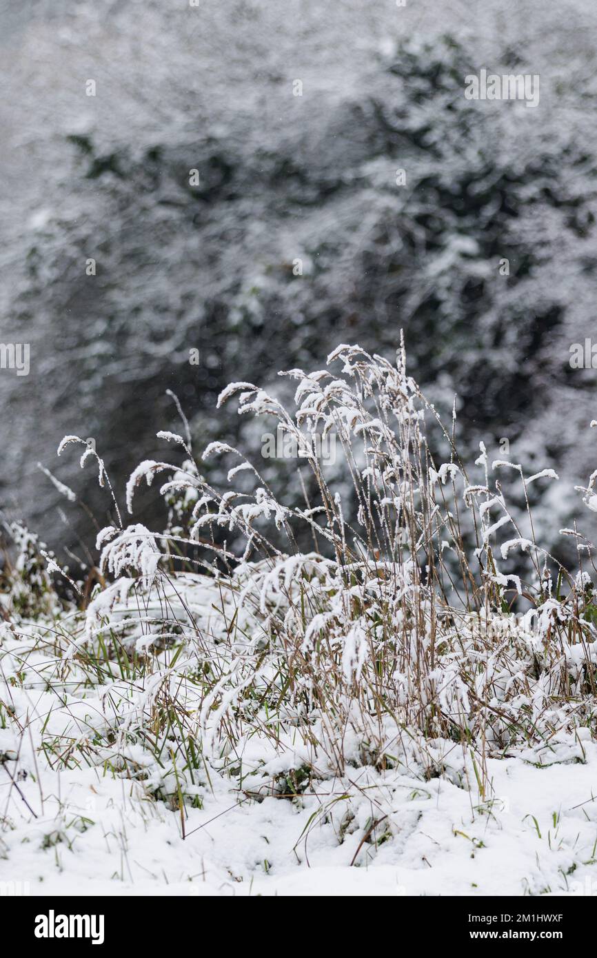 An einem schönen Wintertag im Park. Die ganze Landschaft ist weiß und mit Schnee bedeckt Stockfoto