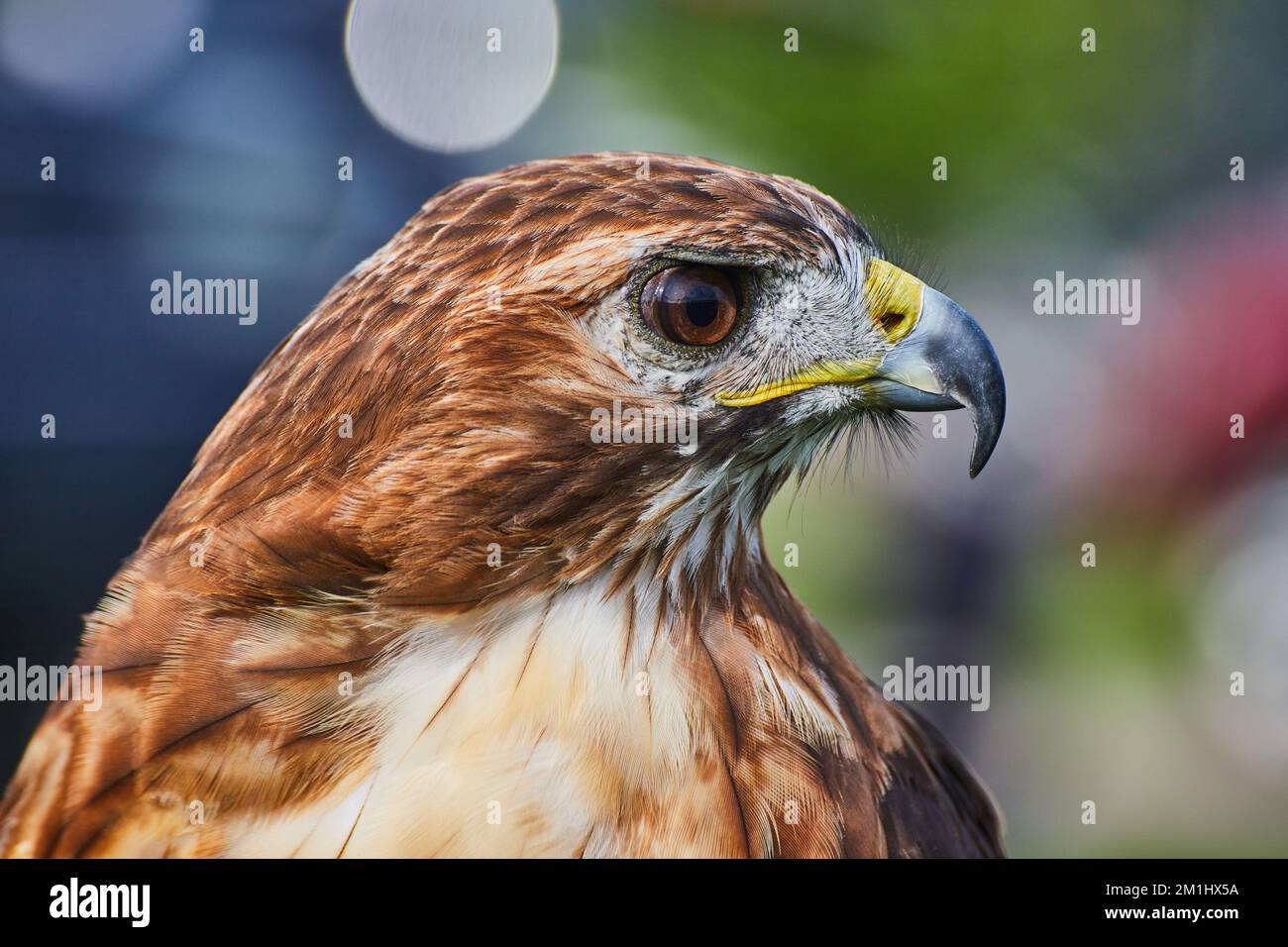 Kopfdetail eines großflügeligen Falken-Vogels mit scharfem Schnabel Stockfoto