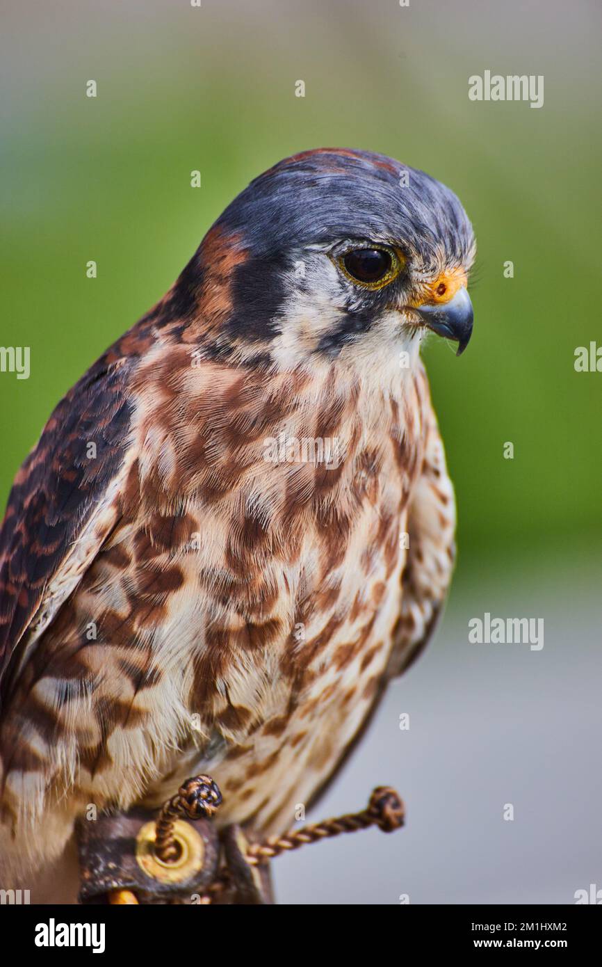 Ausgebildeter amerikanischer Kestrel-Raptor verletzt und auf weichem Hintergrund Stockfoto