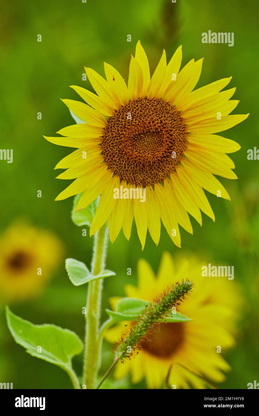 Zwei junge Sonnenblumen aus nächster Nähe im Garten Stockfoto