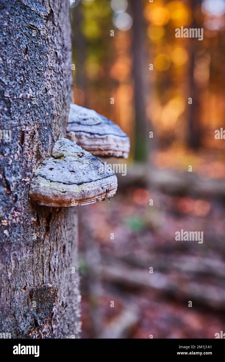 Ein Paar Pilze, die im Spätherbst auf Baumstämmen mit warmem Waldhintergrund wachsen Stockfoto