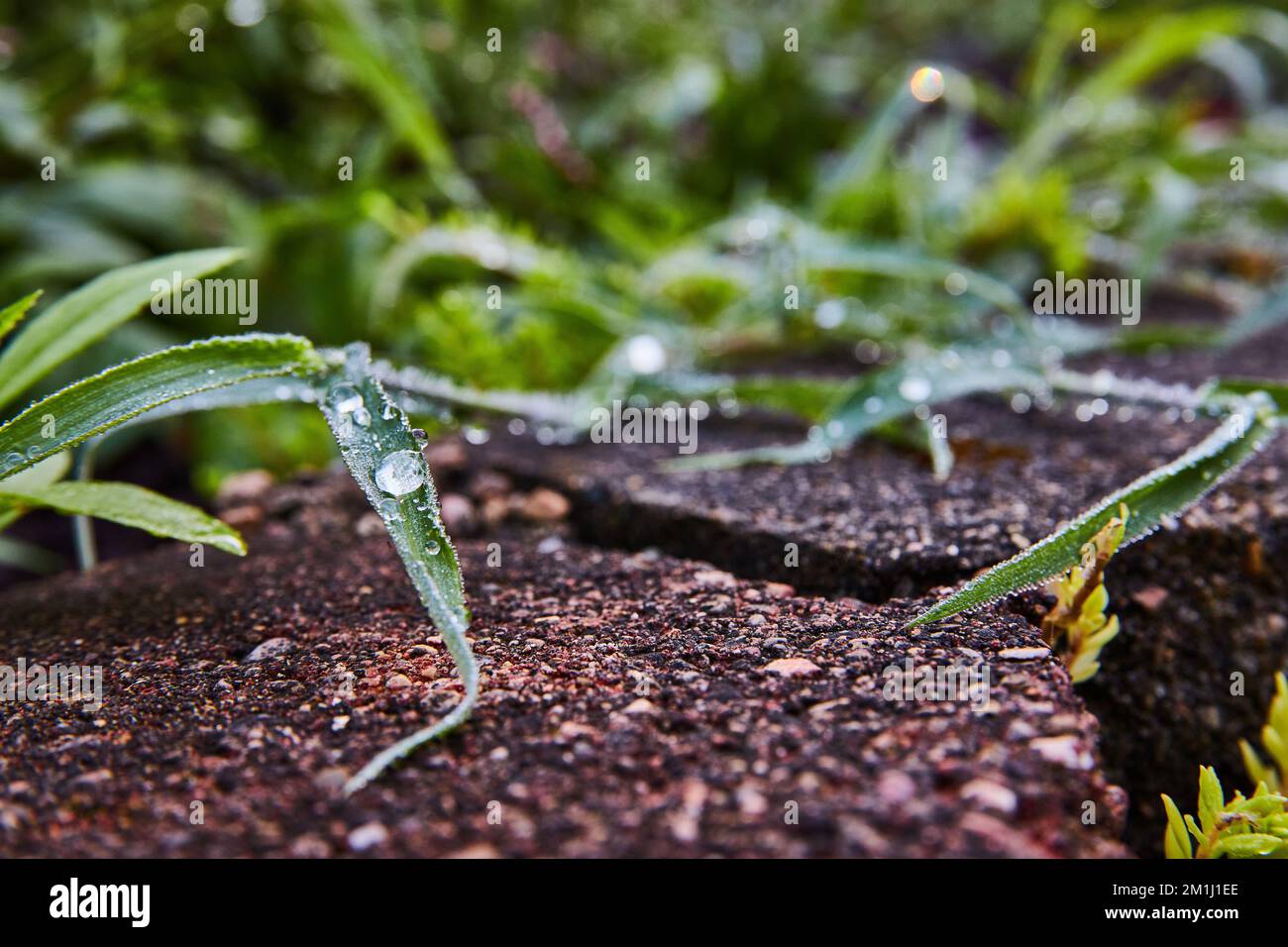 Tau sammelt sich auf Gras von Gartenfertigern Stockfoto