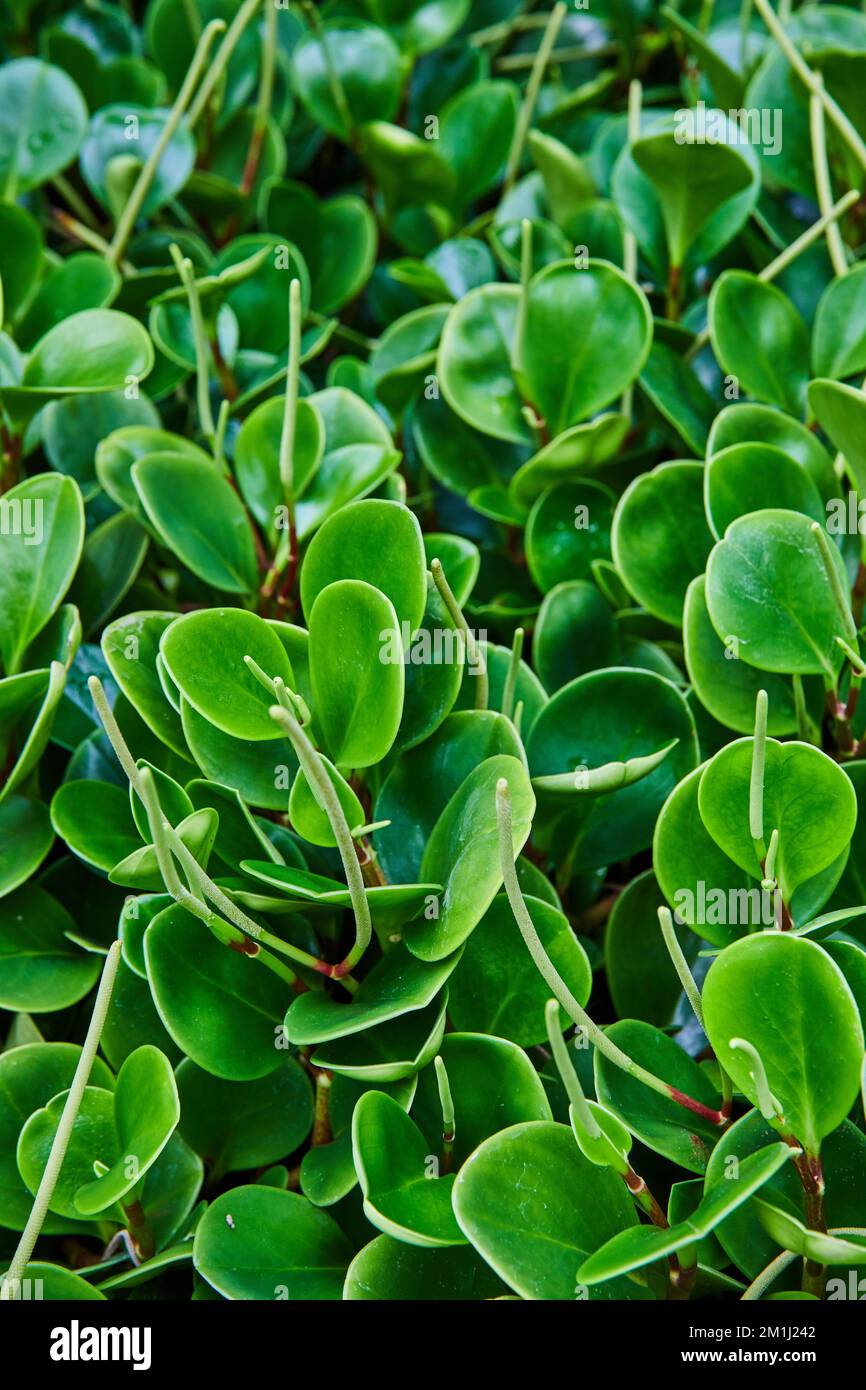 Runde glänzende Blätter auf Pflanzen im Detail des Regenwaldgartens Stockfoto