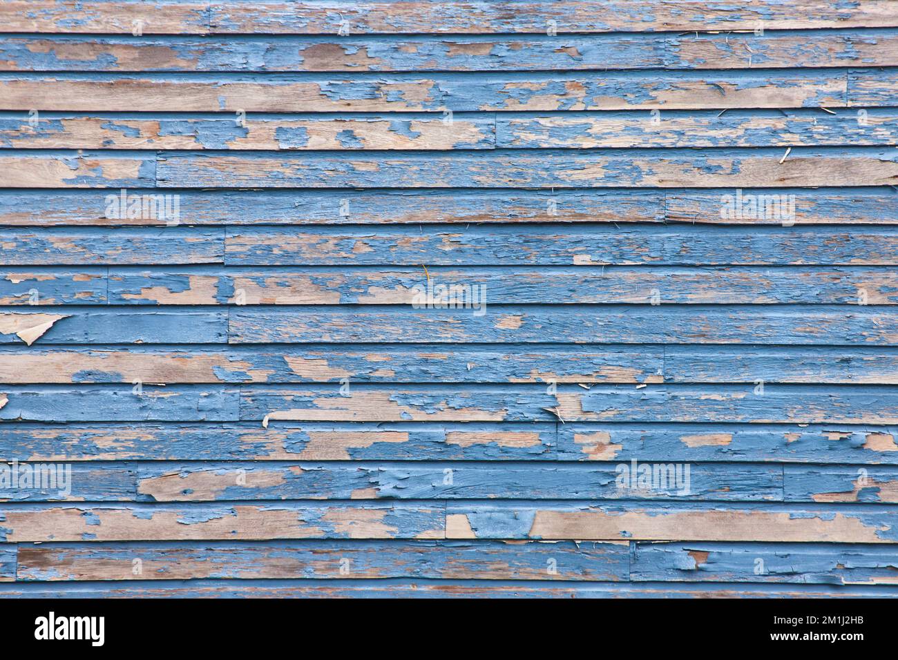 Detailstruktur direkt auf altem Stachelholz mit abblätternder blauer Farbe Stockfoto