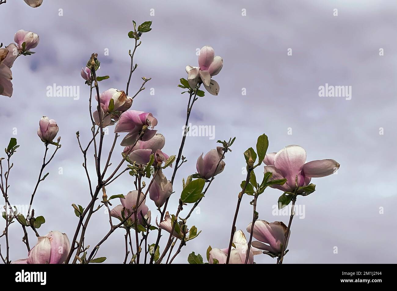 Magnolienblüten, Baum und Äste, unvollkommen, von unten und in der Nähe des hübschen, helllila bewölkten Himmels; weich und süß, ein wenig traurig. Stockfoto
