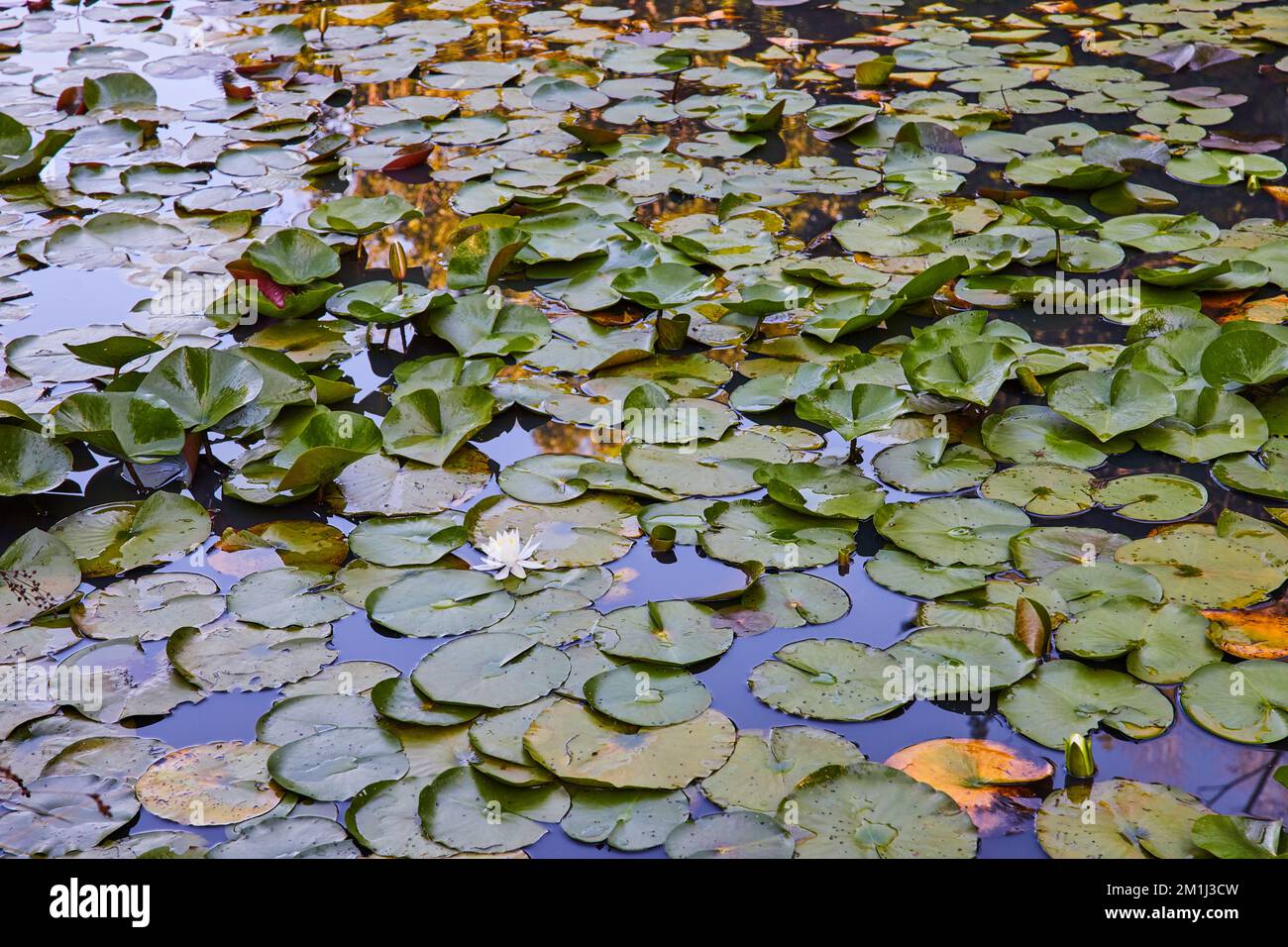 Lone Lilie Blume im Teich bedeckt mit Lilienpolstern Stockfoto