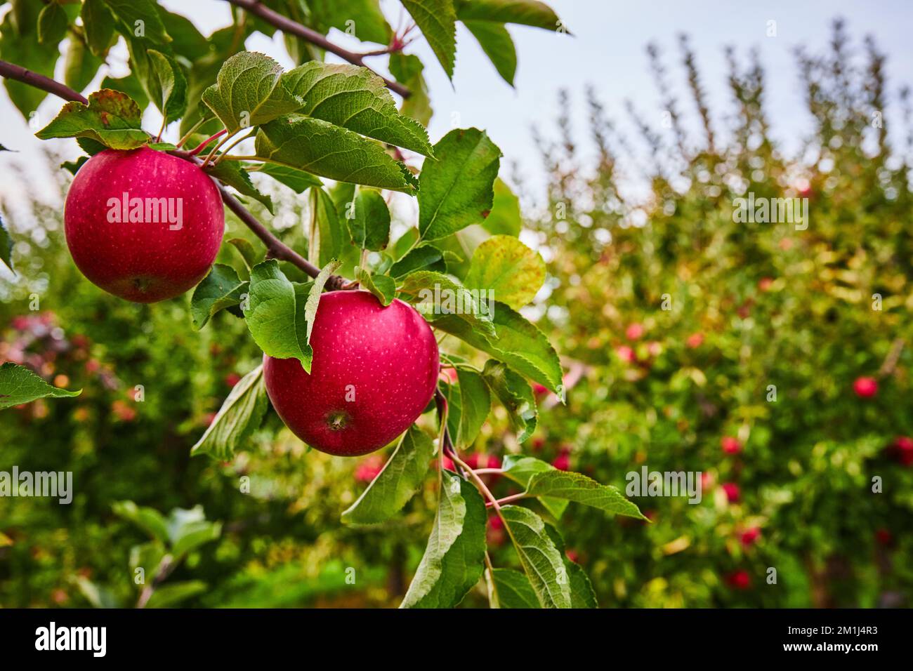Ein Paar frische rote Äpfel, die auf dem Ast des Bauernhofs wachsen Stockfoto