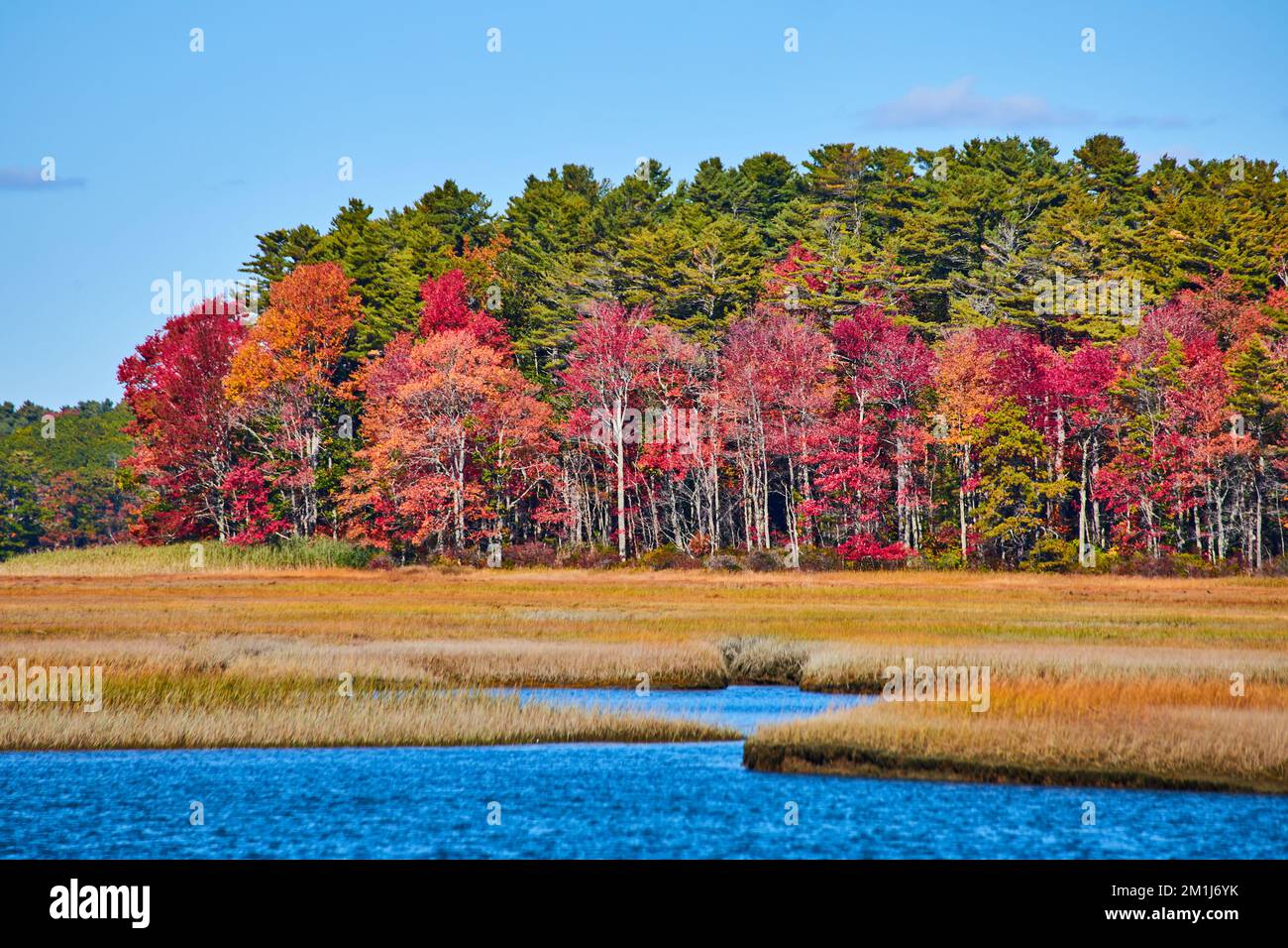 Moore von Maine mit Herbstlaub am Waldrand Stockfoto