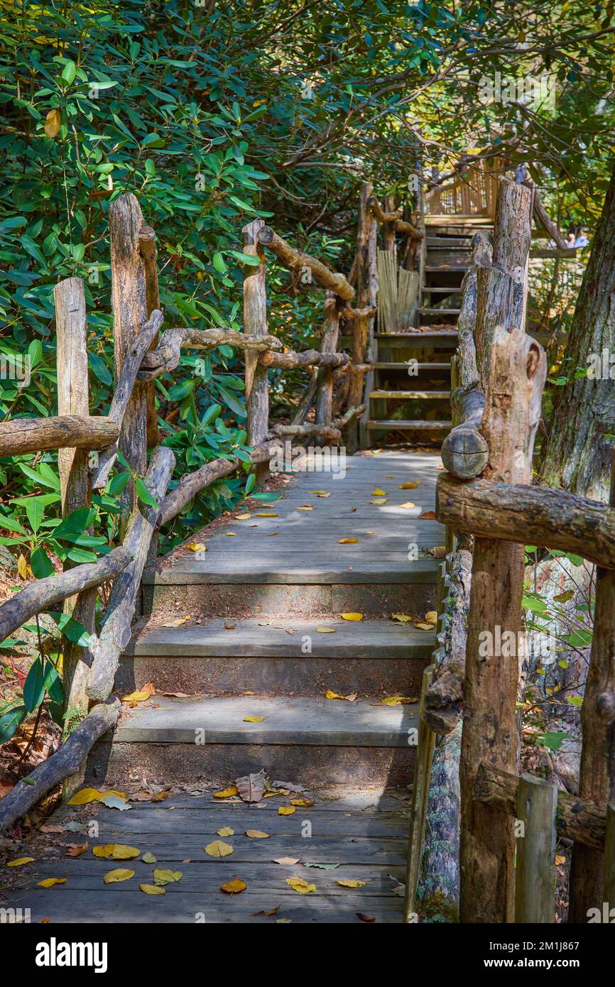 Natürliche Holzgeländer an der Promenade, die einen grünen Wald zurückführt Stockfoto