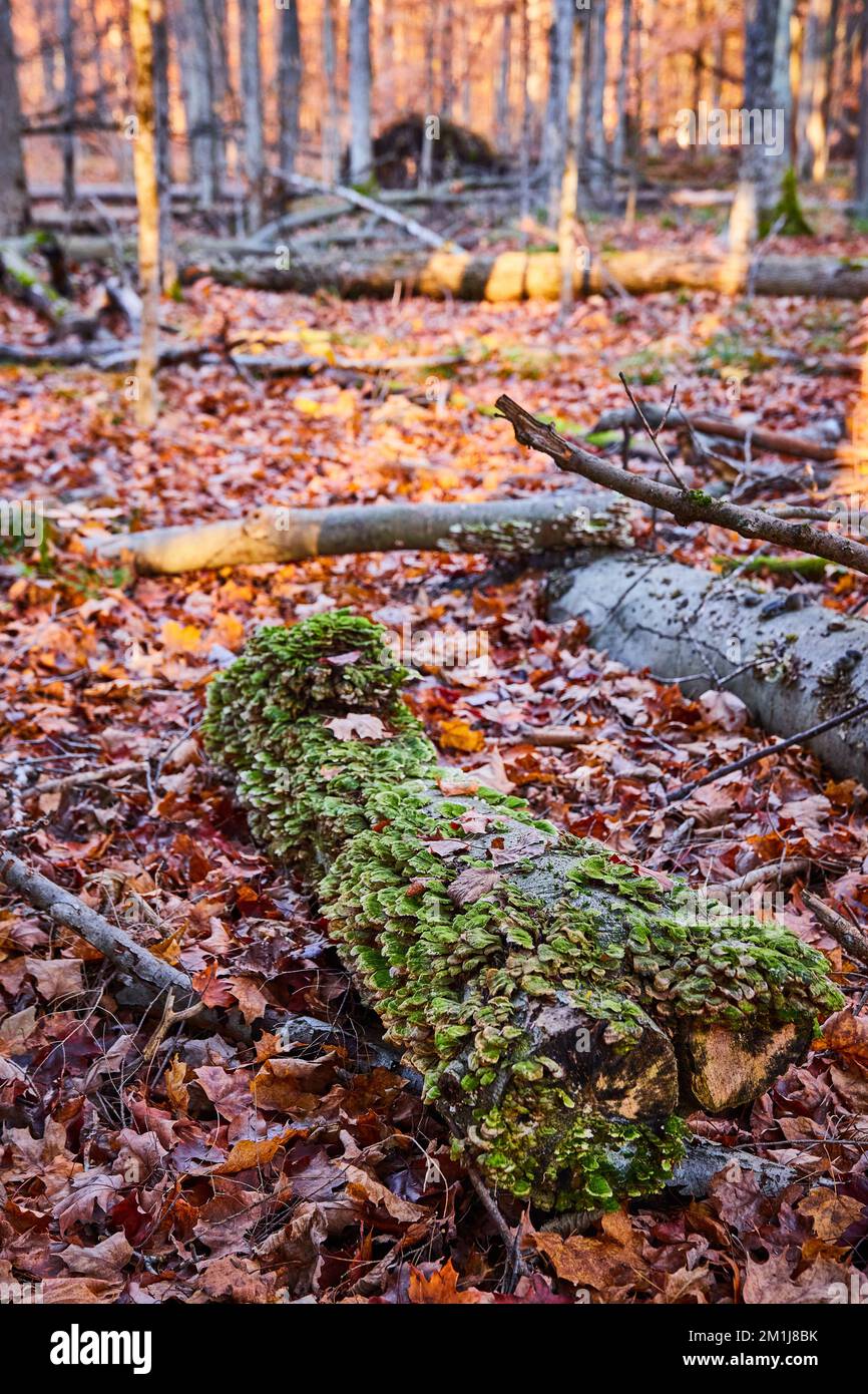 Im späten Herbst können Sie sich auf dem Waldboden mit Moos und grünen Pilzen bedecken, die im Herbst von Laub umgeben sind Stockfoto