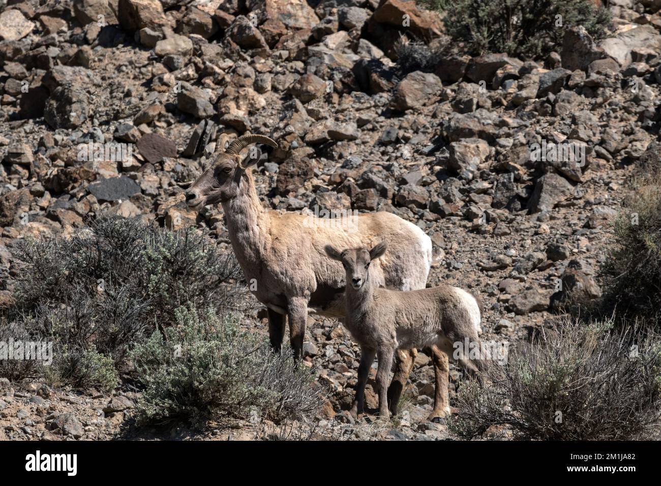 Rocky Mountain Dickhornschafe und Lamm in der Nähe des Blue Mesa Reservoir, Colorado Stockfoto