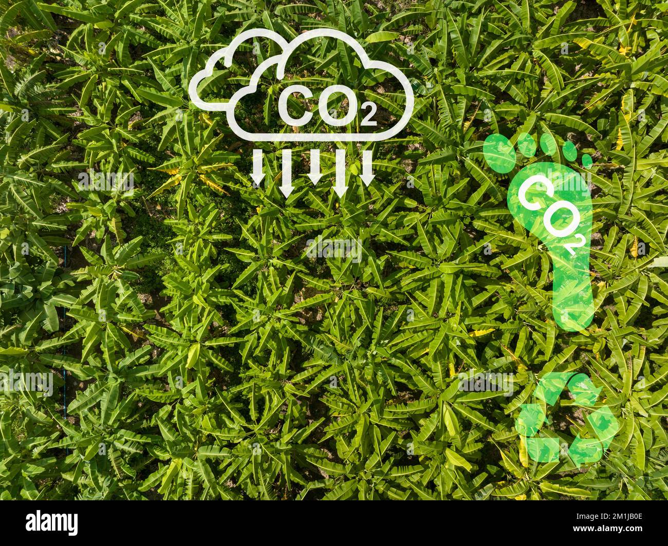 Kohlenstoffkreislauf. Pflanzen absorbieren CO2 und setzen O2 frei. Stockfoto