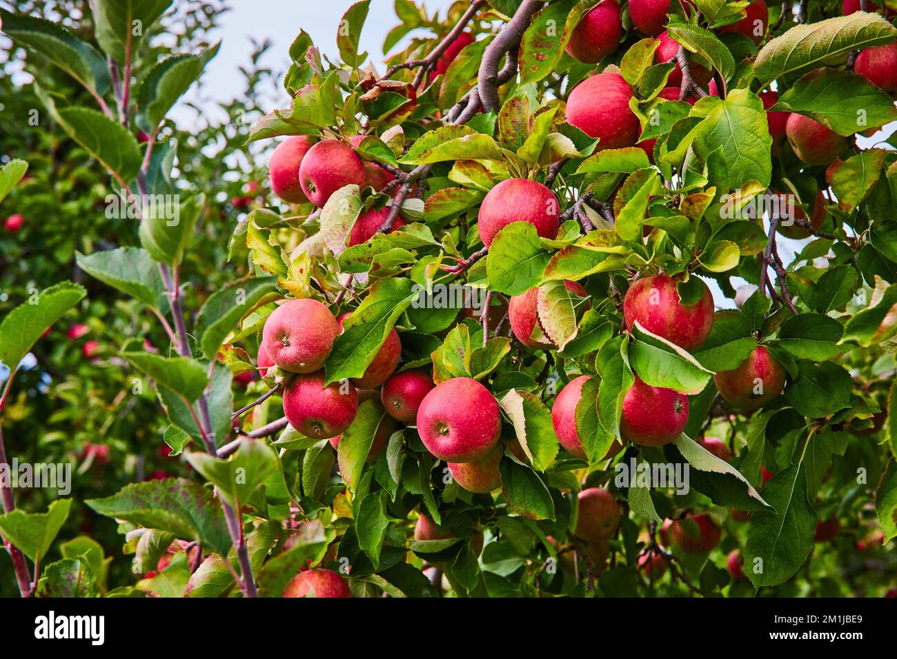 Detail der roten Äpfel, die in der Obstplantage wachsen Stockfoto
