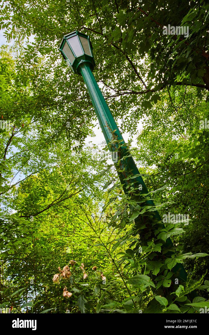Grüner Lampenpfosten im Wald mit Efeu Stockfoto