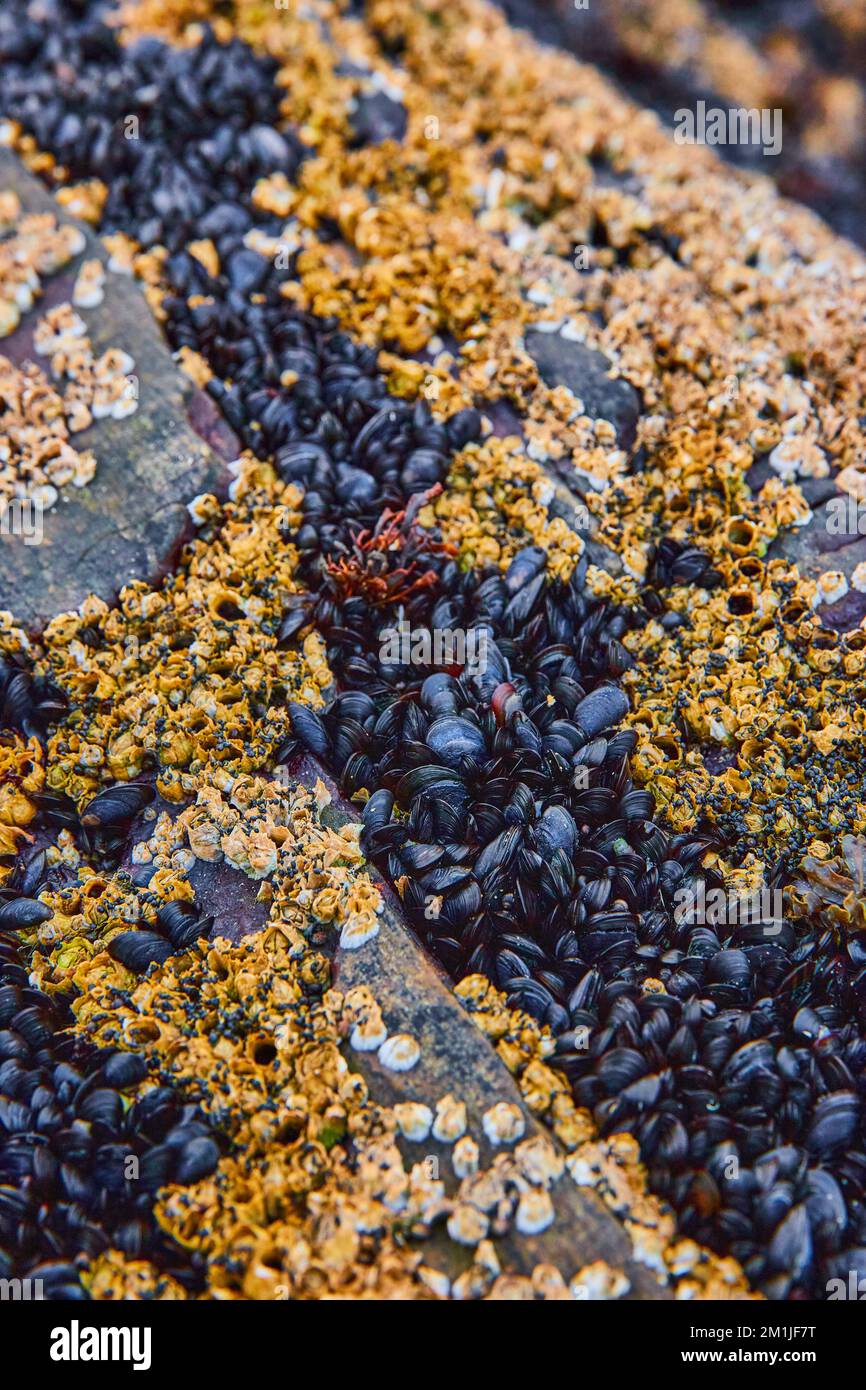 Details von Felsen bei Ebbe, bedeckt mit Hunderten winziger Muscheln und Barnius Stockfoto