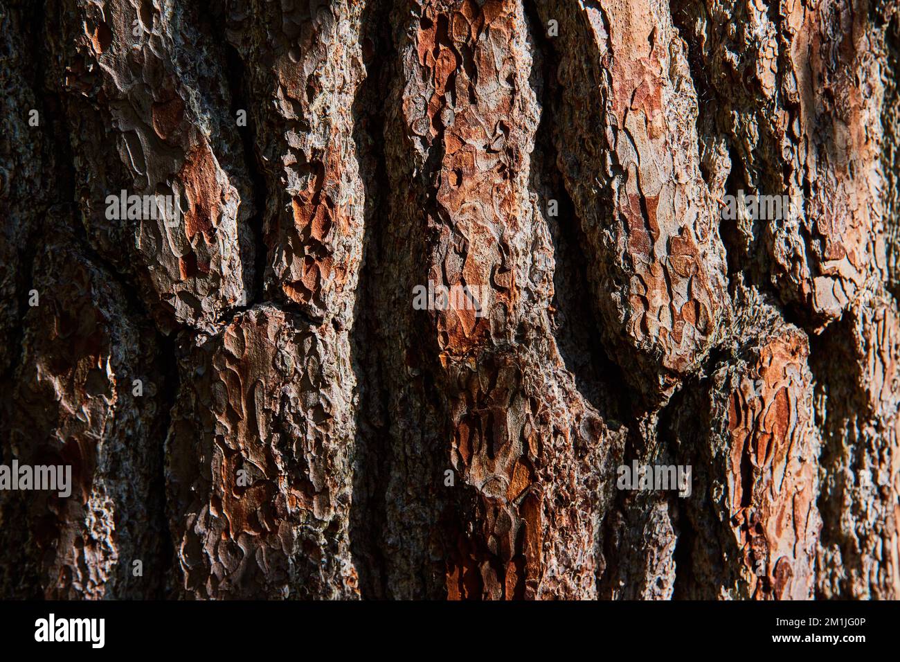 Texturdetails der dicken braunen Holzrinde direkt Stockfoto