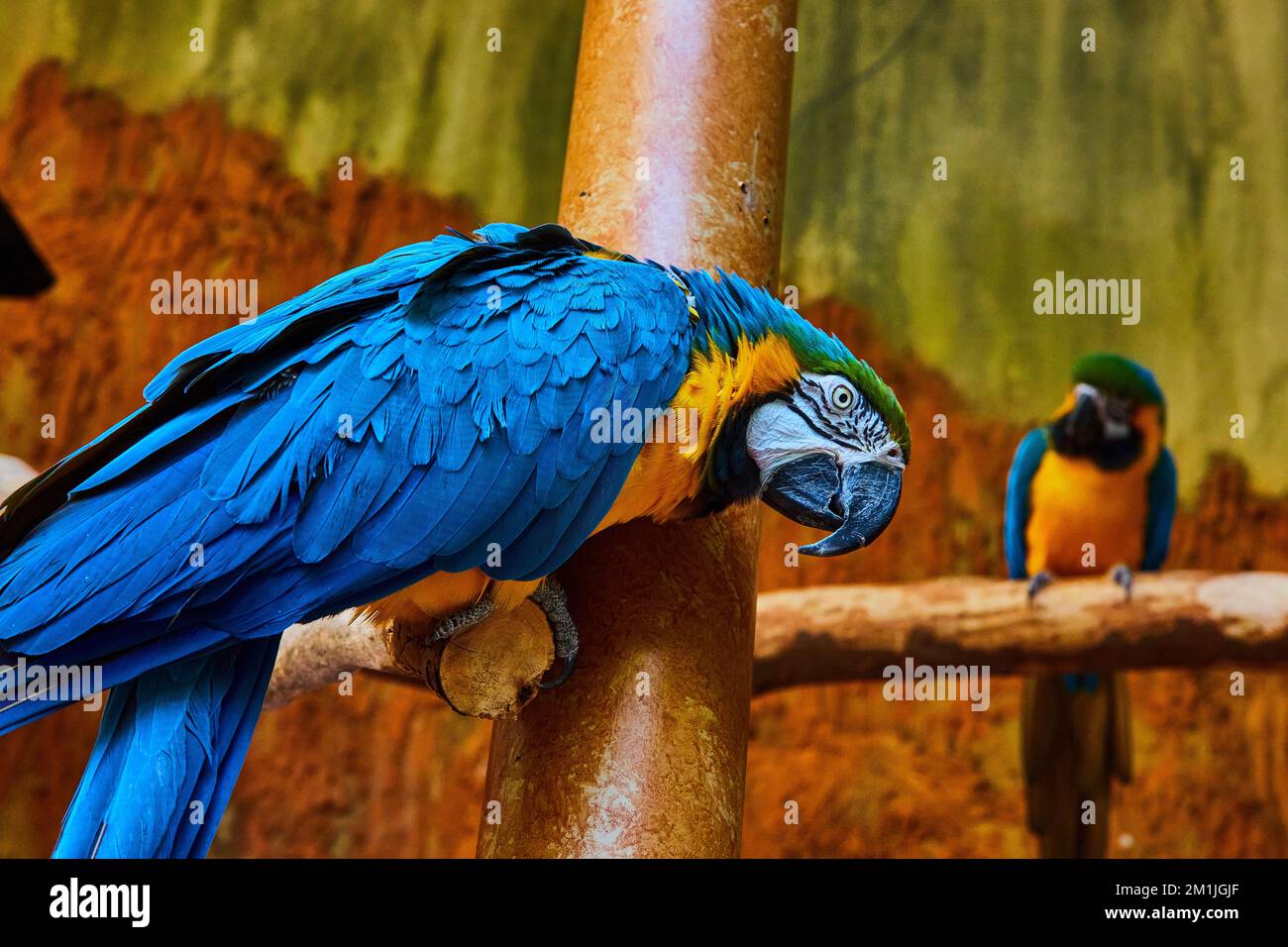 Ein Paar farbenfrohe blaue und goldene Macaw-Vögel auf Zweigen Stockfoto