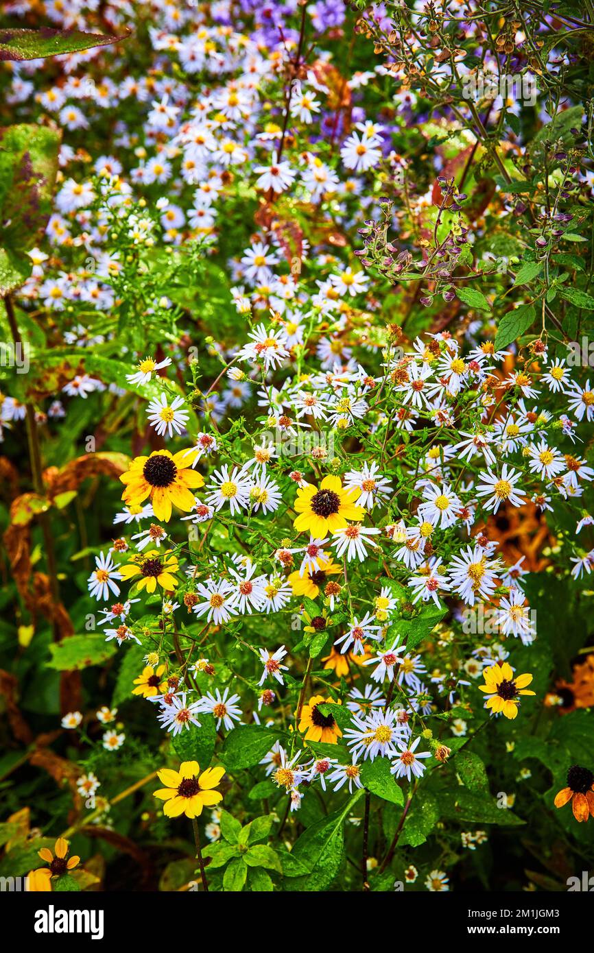 Felddetails von kleinen Blumen mit Schwerpunkt auf gelben Blumen Stockfoto