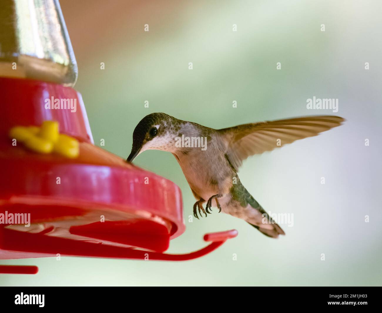 Nahaufnahme eines unreifen männlichen rubinkehlenden Kolibris, der sich an einem roten Fütterungsort ernährt. Das Bild hat eine geringe Schärfentiefe und einen geringen Kopierraum. Stockfoto