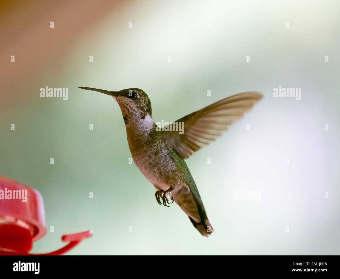 Nahaufnahme eines unreifen männlichen, rubinkehlenden Kolibri, der in der Nähe eines roten Futtermittels schwebt. Fotografiert mit geringer Tiefenschärfe im Kleb Woods State Park in Stockfoto