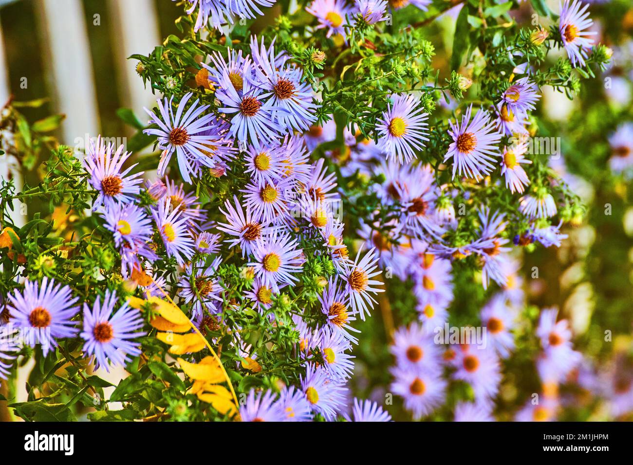Wunderschöne rosa Frühlingsblumen in goldenem Licht Stockfoto