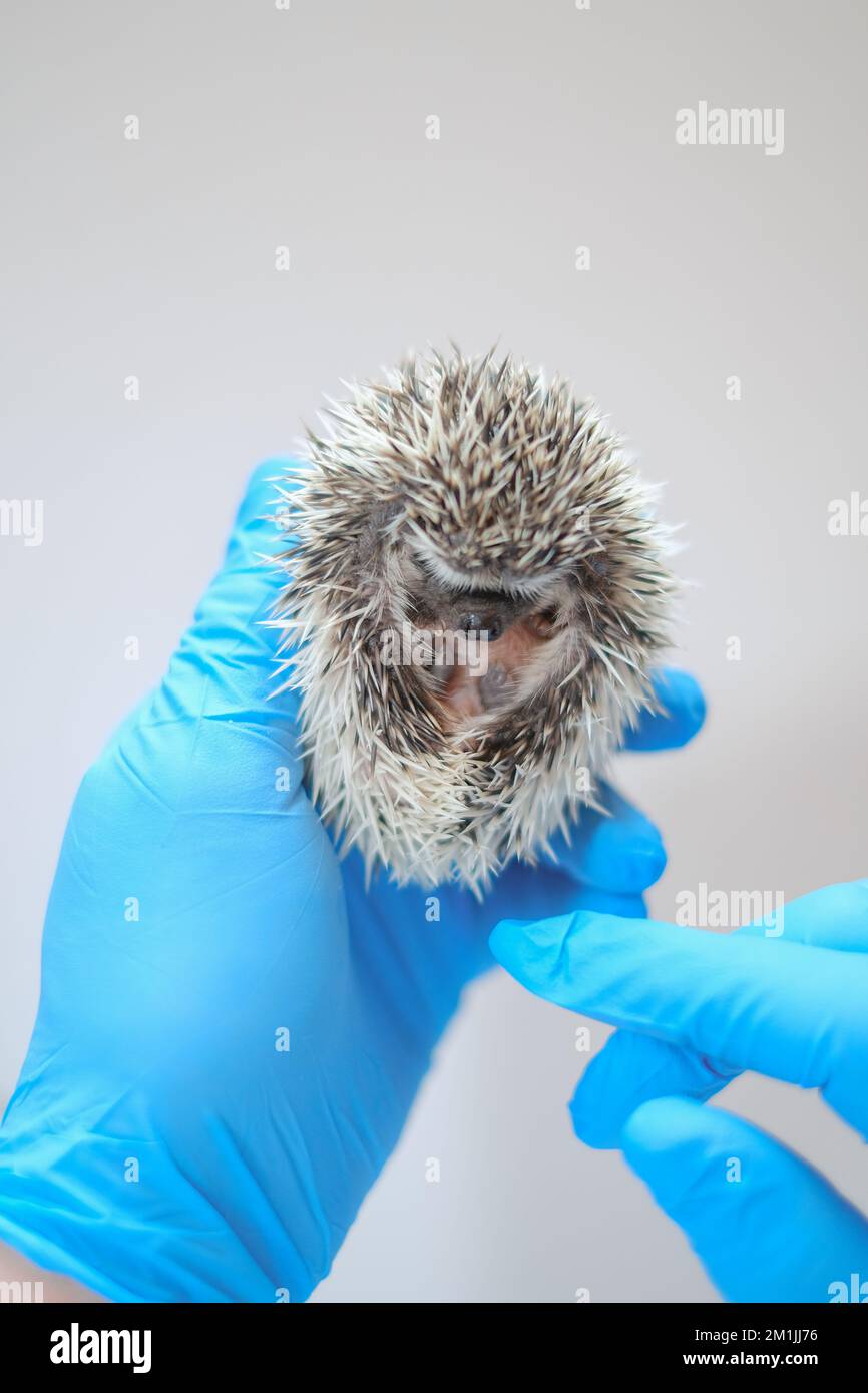 Untersuchung von Baby-Igel mit einem Tierarzt.Afrikanischer ZwergIgel in der Hand eines Arztes.Igel in den Händen eines Tierarztes. Stachelige Haustiere und Stockfoto