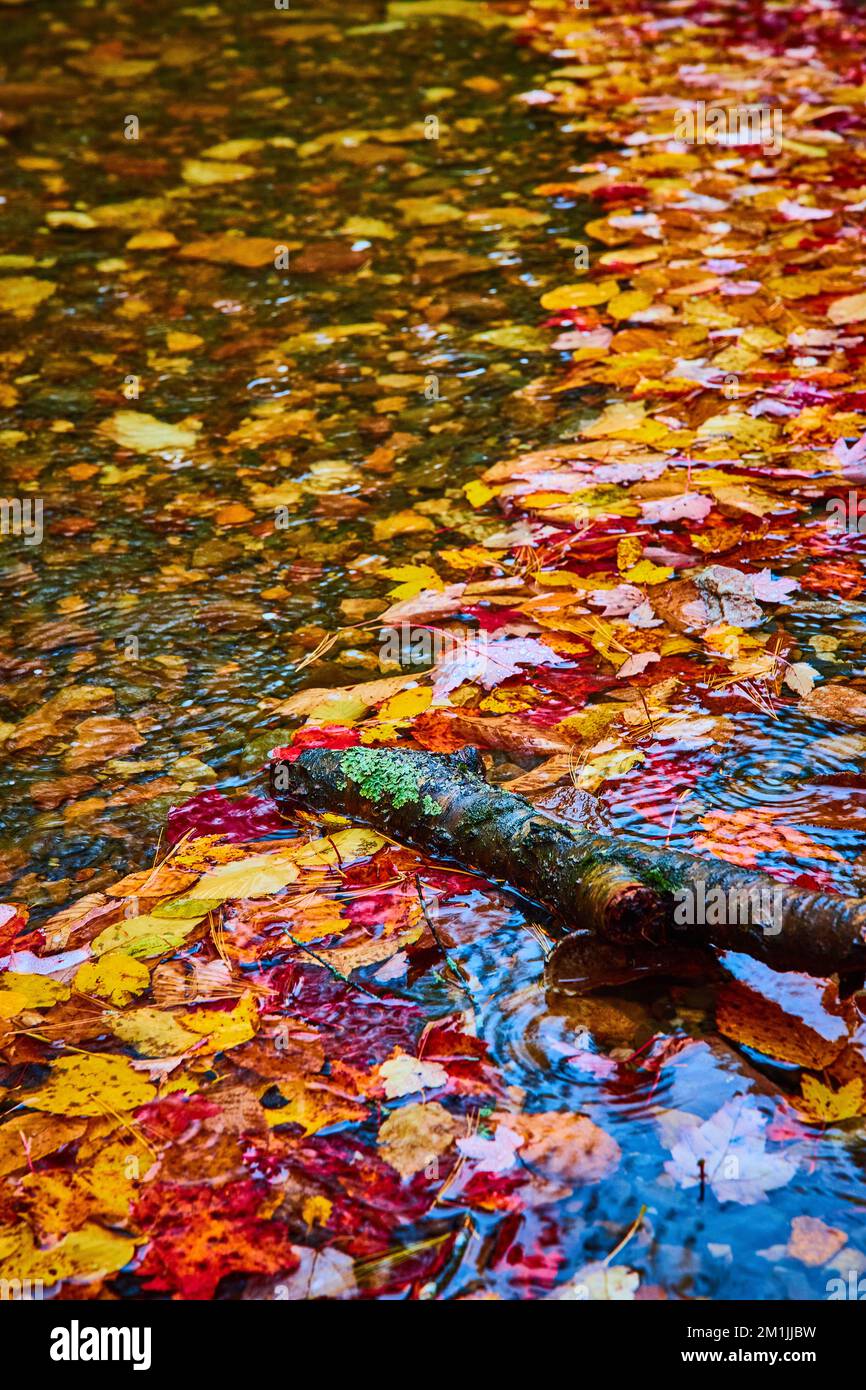 Farbenfrohe Herbstblätter sammeln sich auf der Flußoberfläche mit Baumstamm Stockfoto
