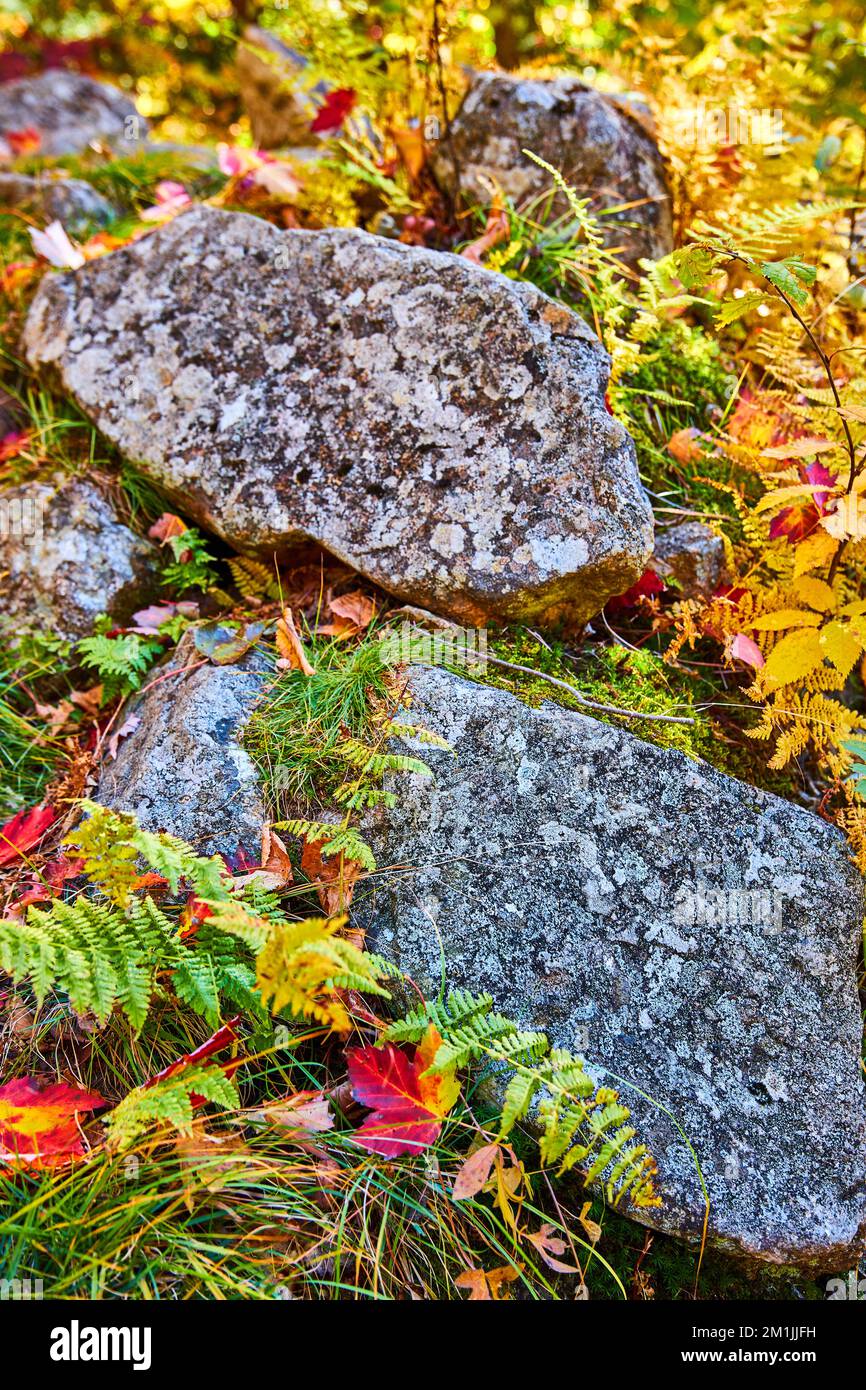Details des Waldgrunds im Herbst mit gelben Blättern und Fokus auf kleine Felsbrocken mit Flechten Stockfoto
